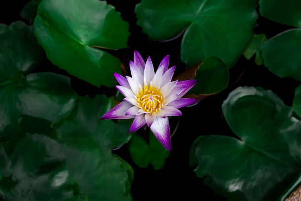 Beautiful white-purple lotus flowers with water droplets on the petals that blossom in the pond and the green lotus leaf around - Фото, изображение