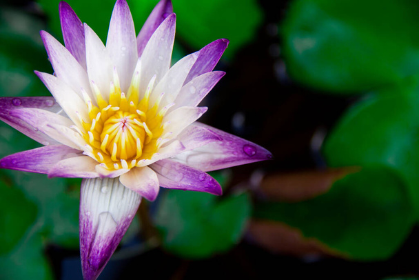 Krásné bílo-fialové lotosové květy s kapkami vody na okvětních lístcích, které kvetou v jezírku a zelený lotosový list kolem - Fotografie, Obrázek