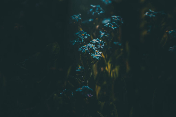 красивые синие забудьте-не цветочки среди зеленой высокой травы
 - Фото, изображение