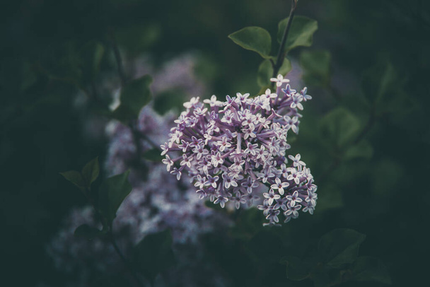beautiful purple lilac among the green leaves on the bush in the spring garden - Фото, изображение