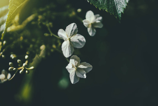 hermosa flor de primavera blanca en un arbusto en un jardín soleado
 - Foto, imagen