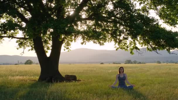 Genç bir Asyalı kadın günbatımında yaşlı bir meşe ağacının altında meditasyon yapıyor. Egzersiz yapan kadın doğa arka planında fitness yaşam kulübü için hayati önem taşıyor ve meditasyon yapıyor. Sağlıklı ve Yoga Konsepti - Video, Çekim