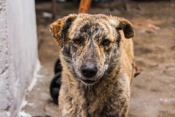 Portrait of a stray dog - Photo, Image