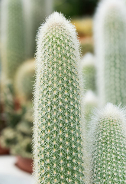 piante in vaso spinose, piante del deserto, cactus vari - Foto, immagini