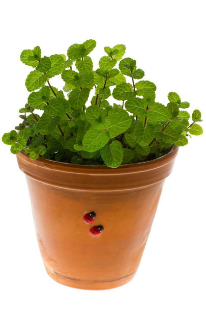 ペパーミント、植木鉢に - 写真・画像