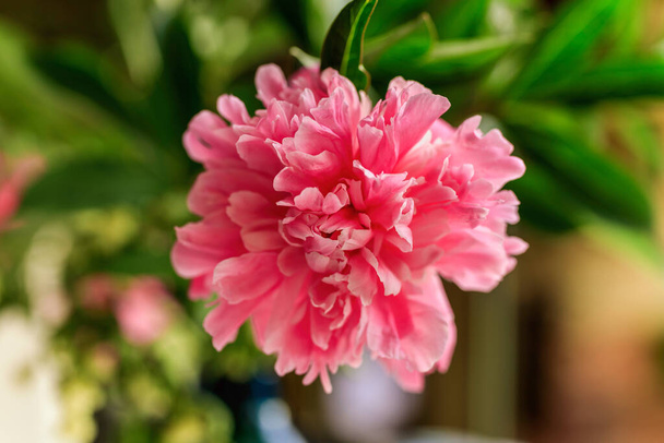 Pivoine saumon gravé. Double fleur de pivoine rose. Paeonia lactiflora (pivoine chinoise ou pivoine de jardin commun)) - Photo, image