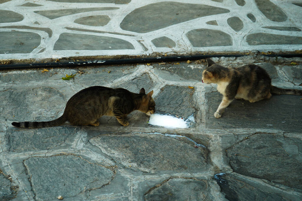 kóbor macskák a görög Paros-szigeten - Fotó, kép
