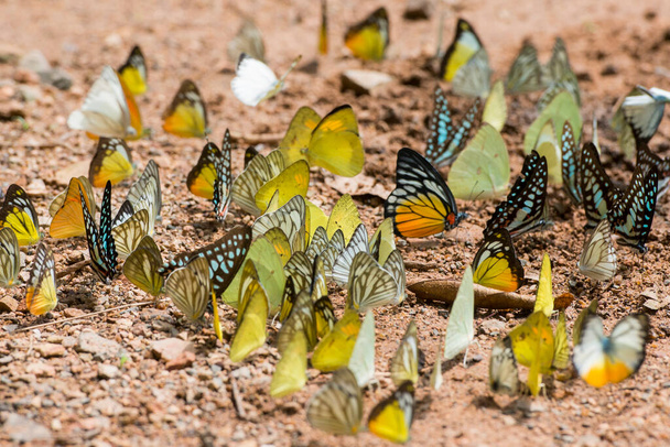 villi perhonen Kaeng krachan kansallispuisto länteen kaupungin Phetchaburi tai Phetburi maakunnassa Phetchaburi Thaimaassa. Thaimaa, Phetburi, marraskuu, 2019 - Valokuva, kuva