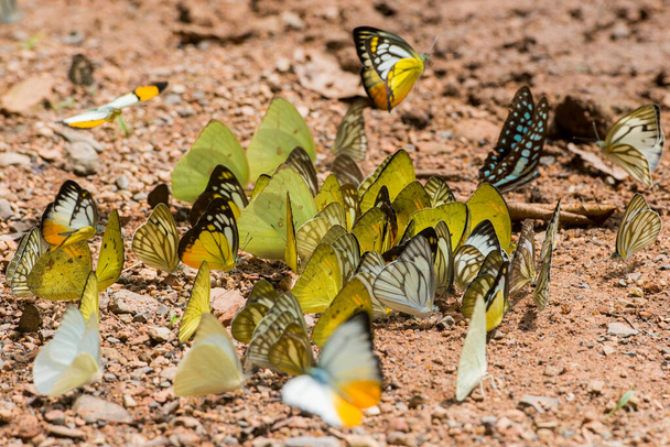 villi perhonen Kaeng krachan kansallispuisto länteen kaupungin Phetchaburi tai Phetburi maakunnassa Phetchaburi Thaimaassa. Thaimaa, Phetburi, marraskuu, 2019 - Valokuva, kuva