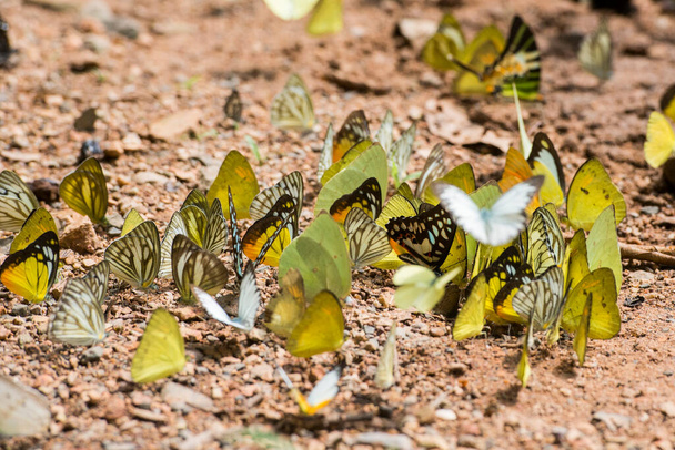 vad pillangó a Kaeng krachan Nemzeti Parkban nyugatra Phetchaburi vagy Phetburi városa Phetchaburi tartományban Thaiföldön. Thaiföld, Phetburi, 2019. november - Fotó, kép