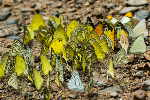 mariposa salvaje en el Kaeng krachan Nationalpark oeste de la ciudad de Phetchaburi o Phetburi en la provincia de Phetchaburi en Tailandia. Tailandia, Phetburi, noviembre de 2019
 - Foto, Imagen