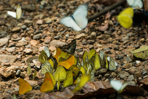 wilder Schmetterling im Kaeng krachan Nationalpark westlich der Stadt Phetchaburi oder Phetburi in der Provinz Phetchaburi in Thailand. Thailand, Phetburi, November 2019 - Foto, Bild