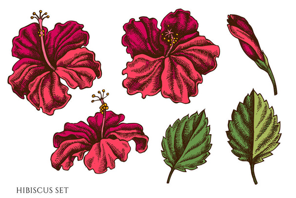 Vector set of hand drawn colored hibiscus - Vetor, Imagem