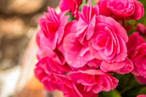 Beautiful flower ,Pink begonia flower - Photo, Image