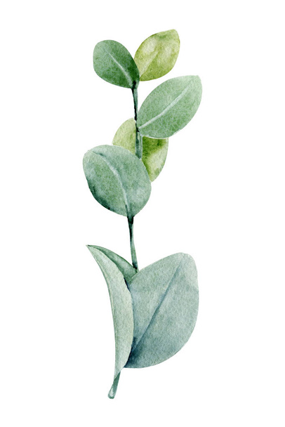 Tak en bladeren van eucalyptus. Hand aquarel illustratie geïsoleerd op witte achtergrond. Ontwerp voor bruiloft drukwerk, uitnodiging, felicitaties, clipart, ansichtkaart, verjaardag - Foto, afbeelding