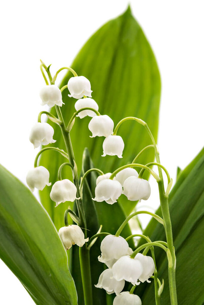 Beautiful bouquet of lilies of the valley flowers, Convallaria Majalis, with green leaves isolated on white background - Photo, Image