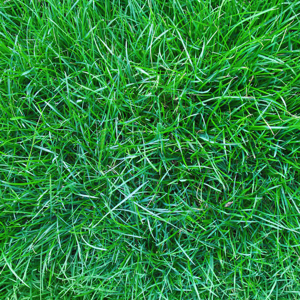 Grass - Fotó, kép