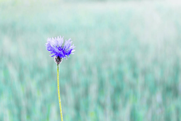 Одна квітка кукурудзяна квітка на тлі красивого бірюзового поля
. - Фото, зображення