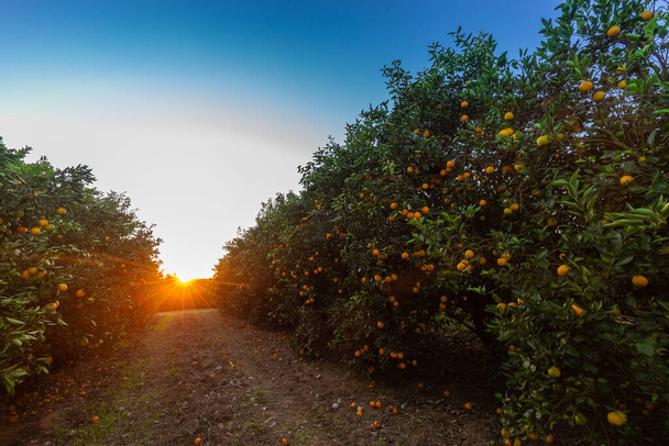 Orangenplantage an einem sonnigen Tag. - Foto, Bild