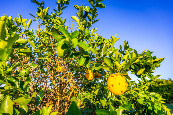 Drzewo pomarańczowe z chorobami grzybiczymi - Zdjęcie, obraz