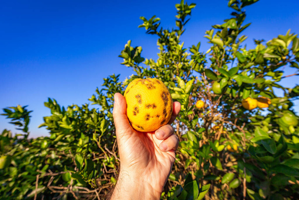 Orangenbaum mit Pilzerkrankungen - Foto, Bild