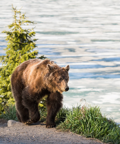 Медведь гризли в дикой природе - Фото, изображение