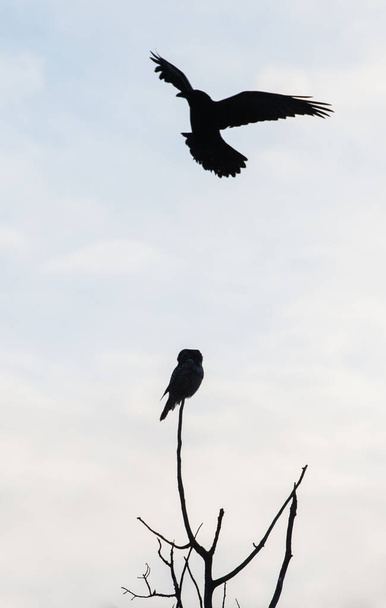 vista cênica da bela coruja falcão do norte na natureza selvagem
 - Foto, Imagem