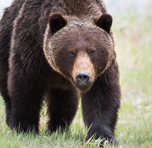 oso pardo en la naturaleza - Foto, Imagen