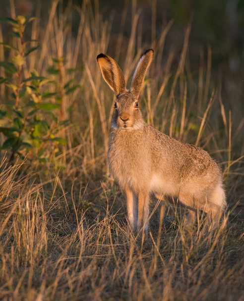 Hare in the wild - Photo, Image