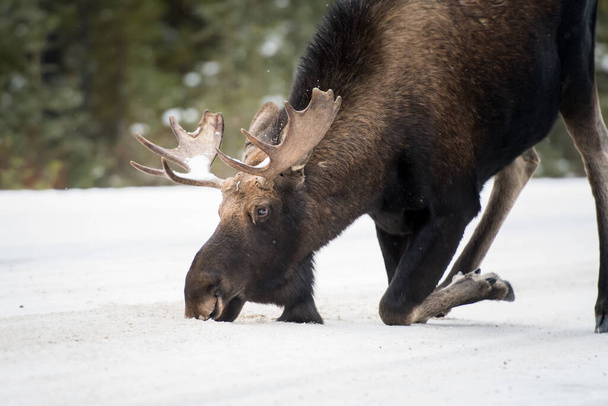 カナダのジャスパー国立公園の雄牛です - 写真・画像