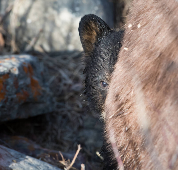 fekete medve a vadonban - Fotó, kép