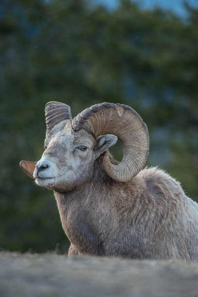 Bighorn πρόβατα στην άγρια φύση - Φωτογραφία, εικόνα