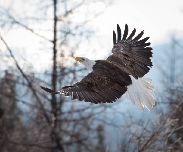 Лысый орлан в дикой природе - Фото, изображение