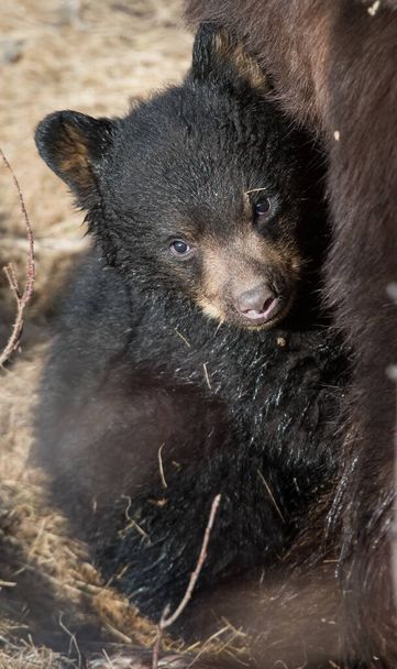fekete medve a vadonban - Fotó, kép