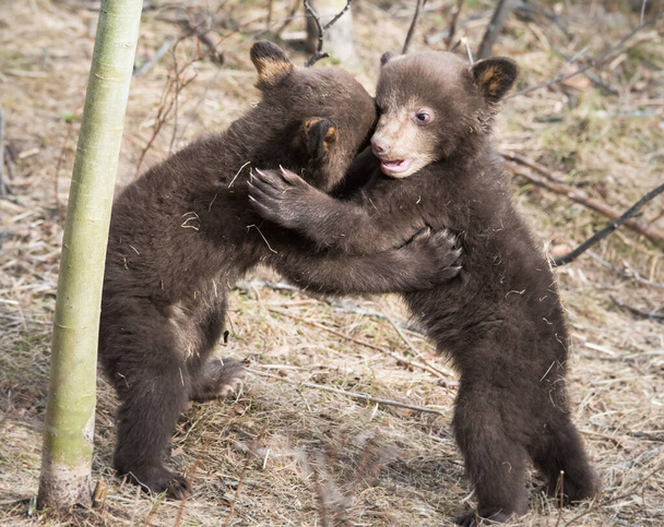 Černé medvídě v divočině - Fotografie, Obrázek