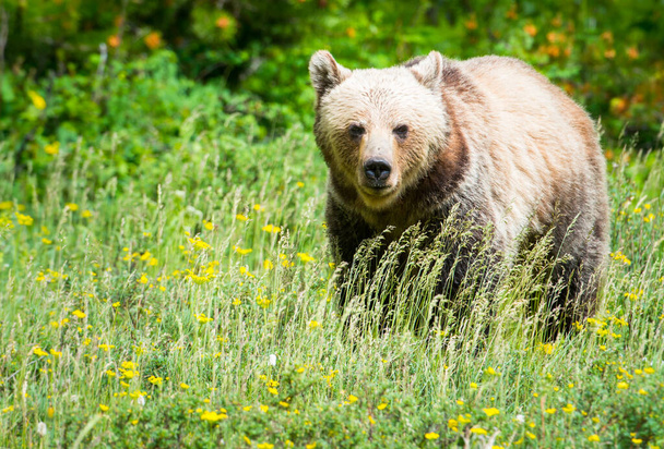 grizzli dans la nature - Photo, image