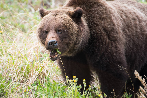 grizzly medve a vadonban - Fotó, kép