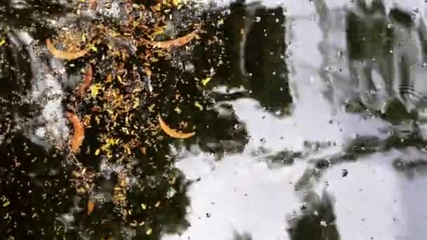 Herbstschönheit. Verschiedene Arten von abgefallenen Blättern und gelben Akazienblüten schwimmen auf der Wasseroberfläche eines Teiches. - Filmmaterial, Video