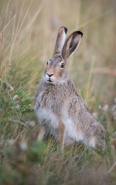 Snowshoe hare in the wild - Photo, Image