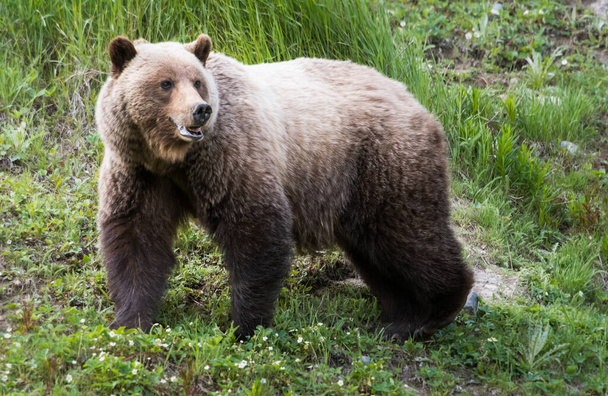 oso pardo en la naturaleza - Foto, imagen