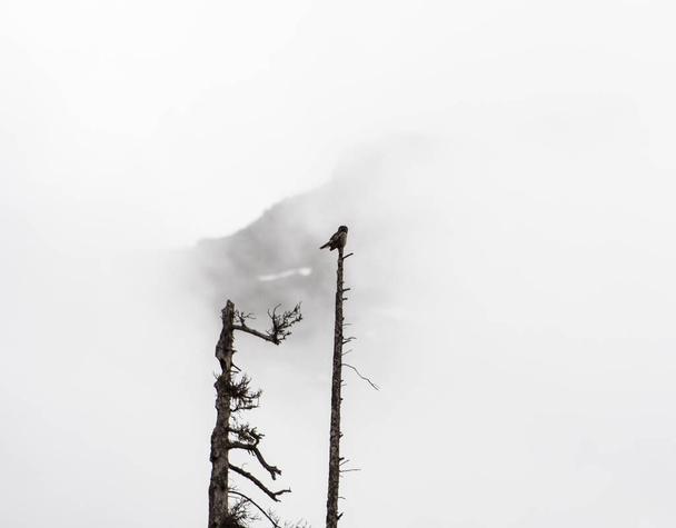 vista cênica da bela coruja falcão do norte na natureza selvagem
 - Foto, Imagem