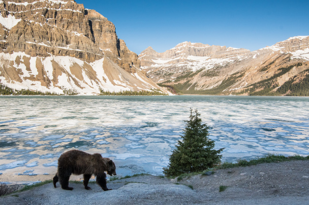 Vahşi doğada boz ayı - Fotoğraf, Görsel