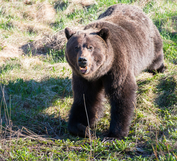 Kanadai Grizzly Bear a vadonban  - Fotó, kép