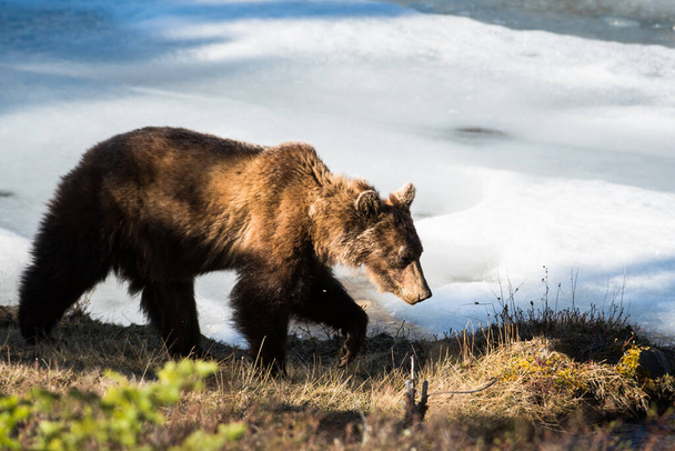 grizzly beer in het wild - Foto, afbeelding