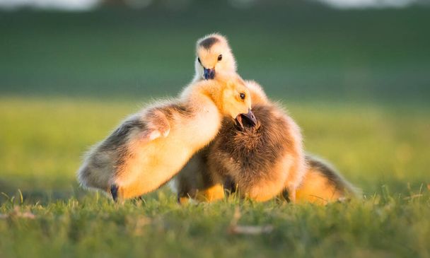 Canada ganzenfamilie in het wild - Foto, afbeelding