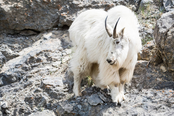Mountain Goat in  wild, national park, jasper, canada - Photo, Image