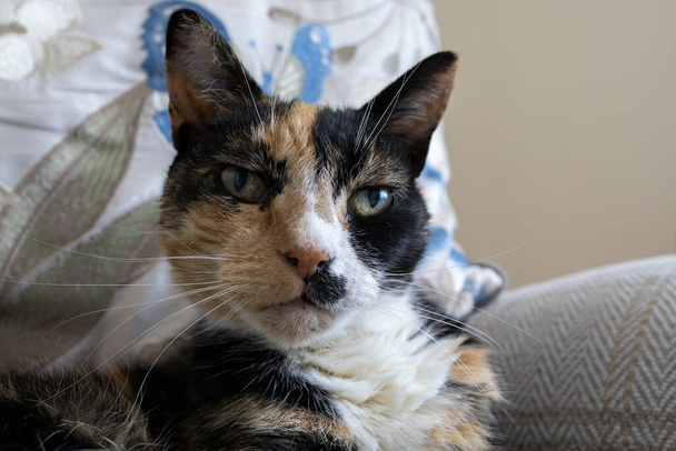 Großaufnahme Kopf Schultern Schildpatt weibliche Katze - Foto, Bild
