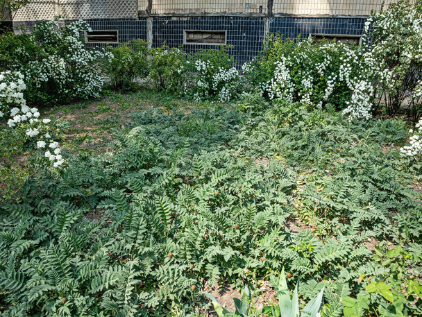 View of A Small Lawn Decorated with Snow-White Flowers of the Spirea Bush Near a Multi-Storey Building in The Suvorov District of Odessa  - Photo, Image