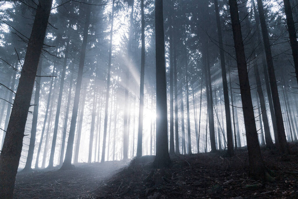 Хвойные деревья в немецком лесу. Первые солнечные лучи дня светят сквозь зимний туман
. - Фото, изображение