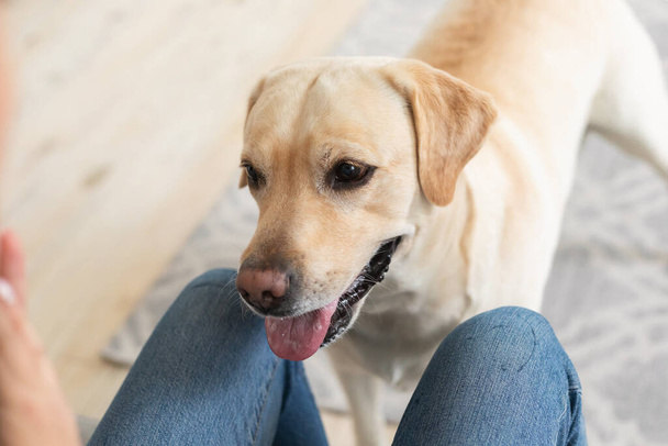 Labrador retriever is playing with owner at the apartment - Foto, imagen